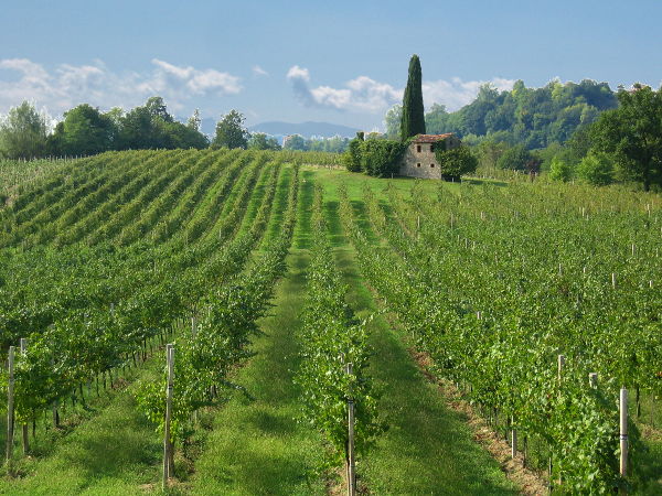 Im Prosecco-Gebiet - © RoRadln - Kurt Schmidt