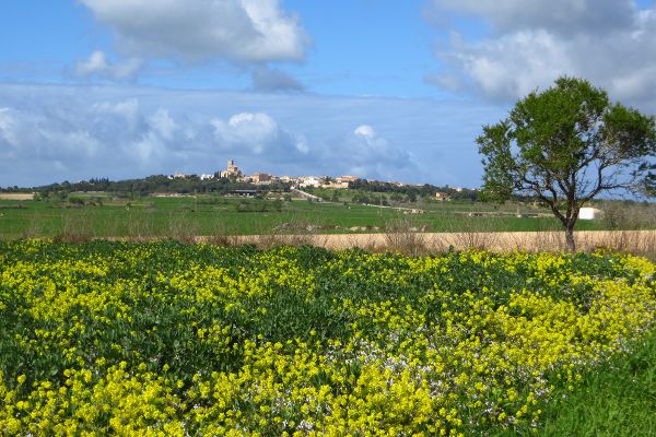 bl&uuml;hendes Feld  bei Ariany - © RoRadln - Kurt Schmidt