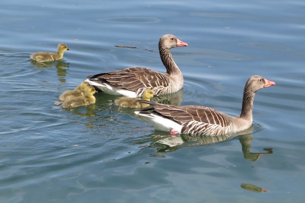 Familie Gans im Chiemsee - © RoRadln - Kurt Schmidt