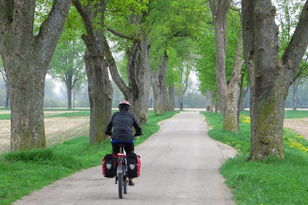 Allee bei Maxweiler - © RoRadln - Kurt Schmidt