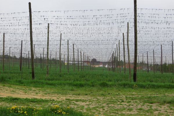 Hopfenland Hallertau - © RoRadln - Kurt Schmidt