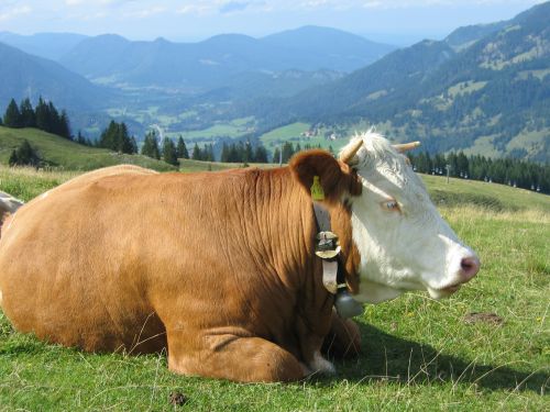 Im oberen Sudelfeld - © RoRadln - Kurt Schmidt