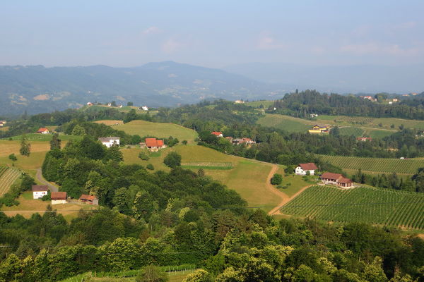 Blick ins Weinland bei Morgenlicht - © RoRadln - Kurt Schmidt