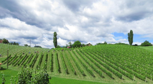 Steirische Toskana mit RoRadlern - © RoRadln - Kurt Schmidt