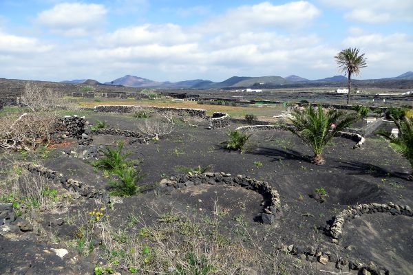 typische Landschaft auf Lanzarote - © RoRadln - Kurt Schmidt