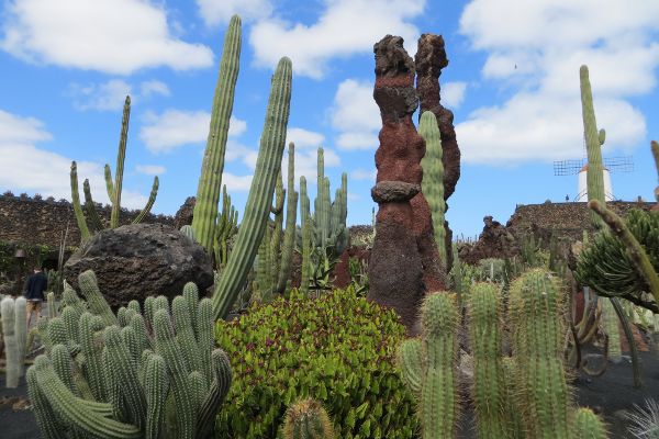 Jardin de Cactus in Guatiza - © RoRadln - Kurt Schmidt