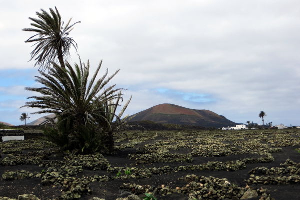Weinanbau auf Lanzarote - La Geria - © RoRadln - Kurt Schmidt