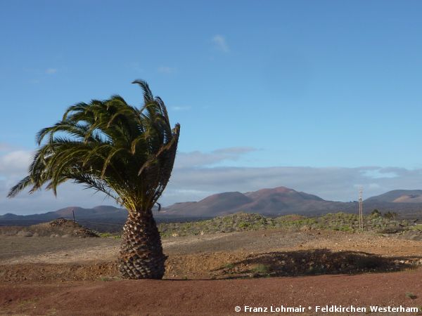 Lanzarote - Palmen im Sturm - © RoRadln - Franz Lohmair