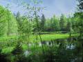 Froschweiher im Rotter Forst - © RoRadln - Kurt Schmidt
