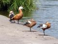 Enten an einem Weiher bei Fremdingen