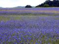 Gro&szlig;e Anbaufl&auml;chen mit blauen Blumen