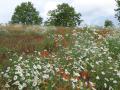 Felder mit bunten Wildblumen