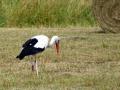 Storch in den Neckarauen bei Seckenheim