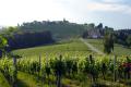 Blick von Puklavec in die Weinberge - © RoRadln - Kurt Schmidt Blick von Puklavec in die Weinberge - © RoRadln - Kurt Schmidt