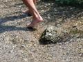Bild: Kneippen im Westenbach (Ur-Priental) !! 