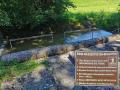Wassertreten im Alpbach
