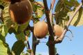 Kiwi in der Plantage
