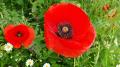 Mohn bei Delici - © RoRadln - Kurt Schmidt Mohn bei Delici - © RoRadln - Kurt Schmidt