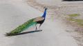 Pfau auf Gut Immling - © RoRadln - Kurt Schmidt