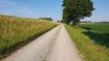 Donauradweg bei St&ouml;cklw&ouml;rth