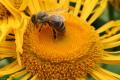 Bild: Flei&szlig;iges Bienchen !! 