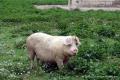 Schwein auf Weide in Gärten um Ariany - © RoRadln - Stefan Czischke Schwein auf Weide in Gärten um Ariany - © RoRadln - Stefan Czischke